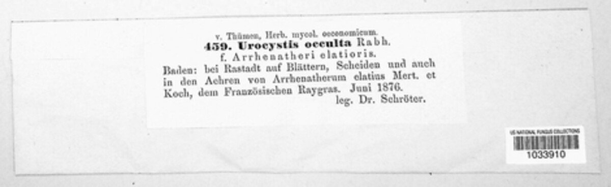 Urocystis image